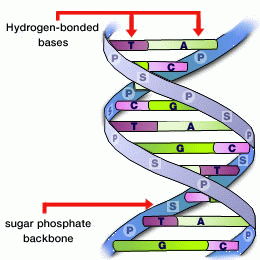 Molecular Biology